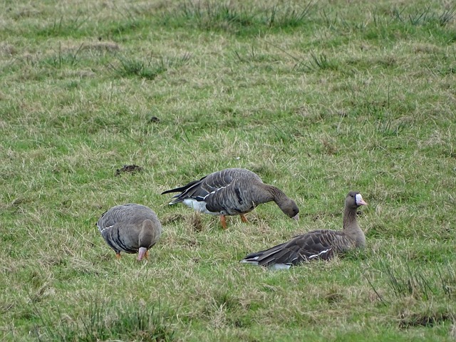 德布劳内 德布劳内
